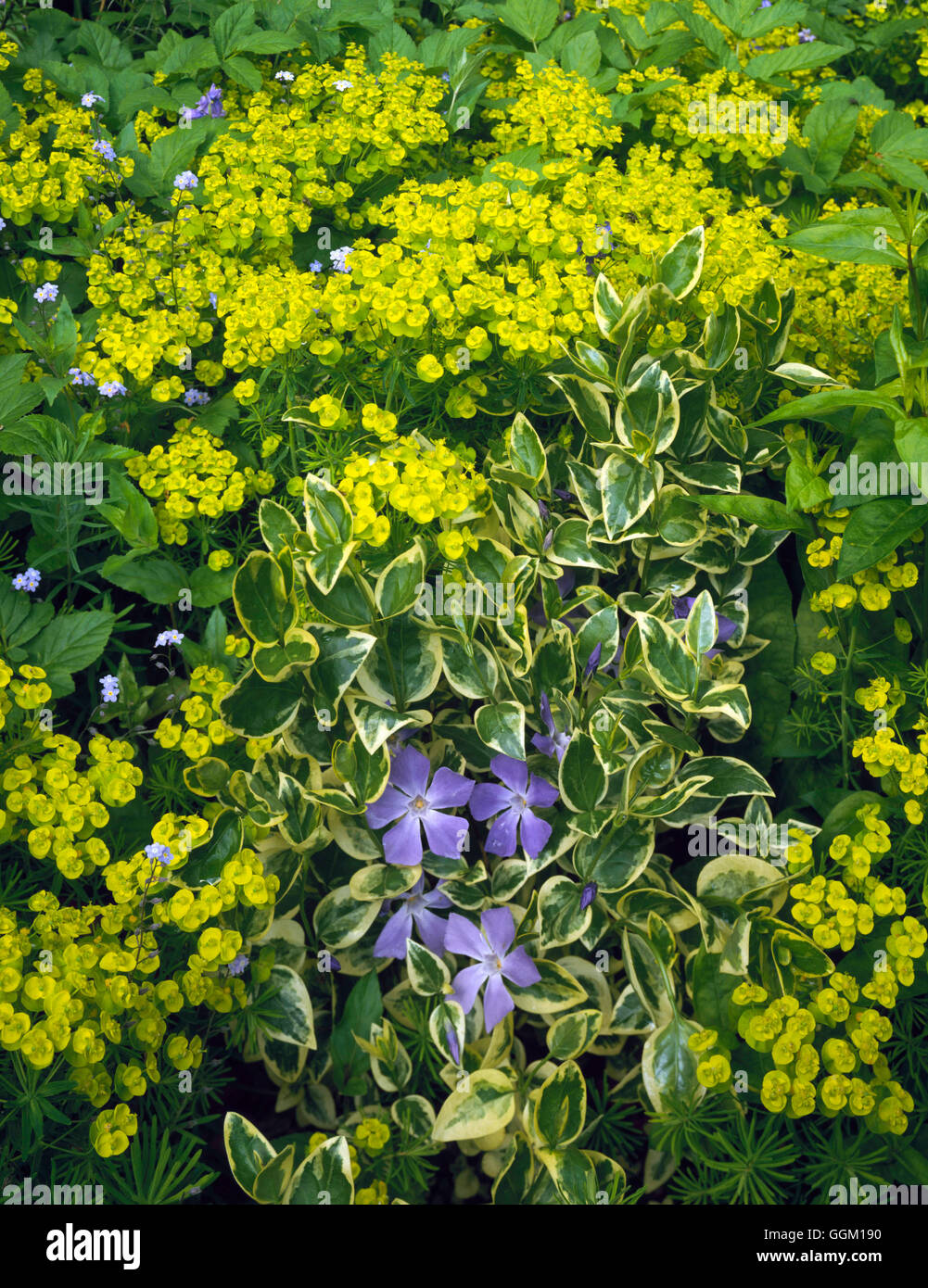 Plant Association - with Euphorbia cyparissias and Vinca major `Variegata'   PAS075334     Photos Ho Stock Photo
